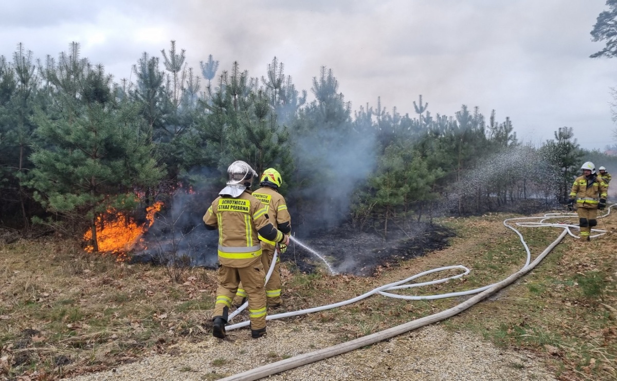 Dwa pożary młodnika jednego dnia. W Kuźni Raciborskiej grasuje podpalacz? [FOTO] - Serwis informacyjny z Raciborza - naszraciborz.pl