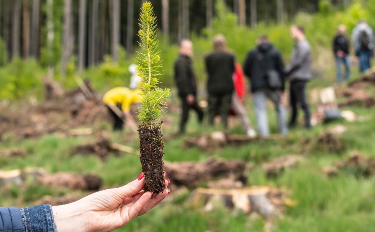 Lasy na nowe 100-lecie – leśnicy sadzą pół miliarda drzew rocznie - Serwis informacyjny z Raciborza - naszraciborz.pl