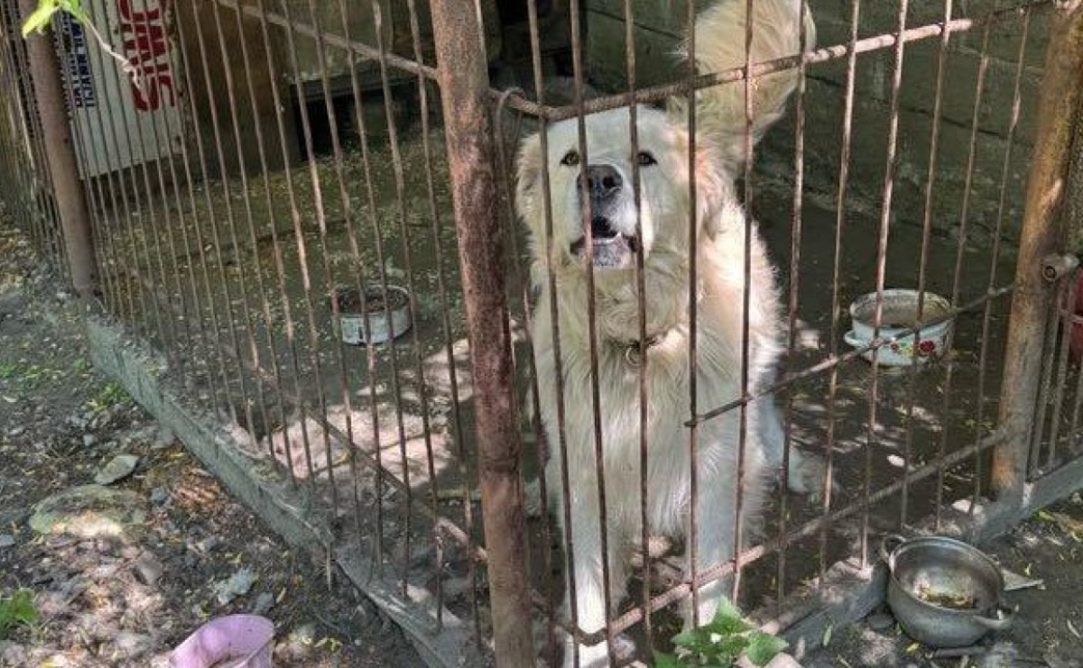 Pies zaatakował dziecko niedaleko Raciborza - Serwis informacyjny z Raciborza - naszraciborz.pl