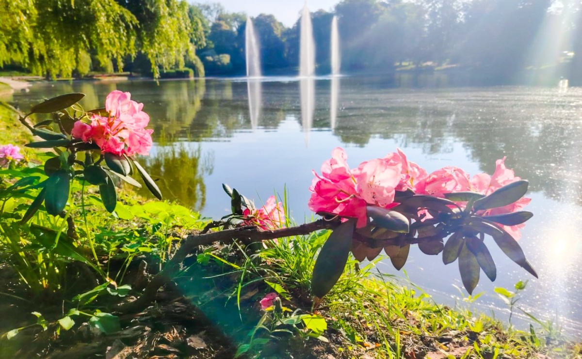 Park Roth rozkwita – 135 nowych azalii przy stawie cieszy oczy raciborzan - Serwis informacyjny z Raciborza - naszraciborz.pl
