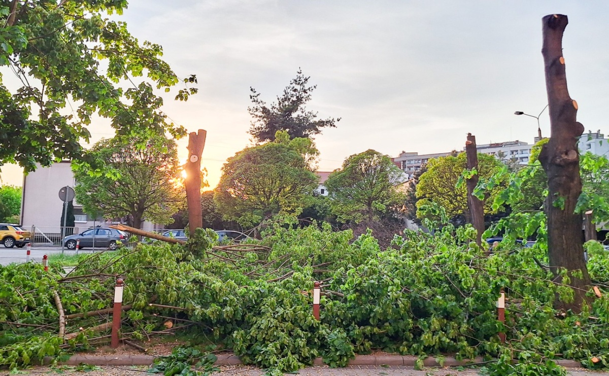 Kontrowersje wokół wycinki drzew na ulicy Polnej: Interwencja mieszkańców i odpowiedź urzędu - Serwis informacyjny z Raciborza - naszraciborz.pl