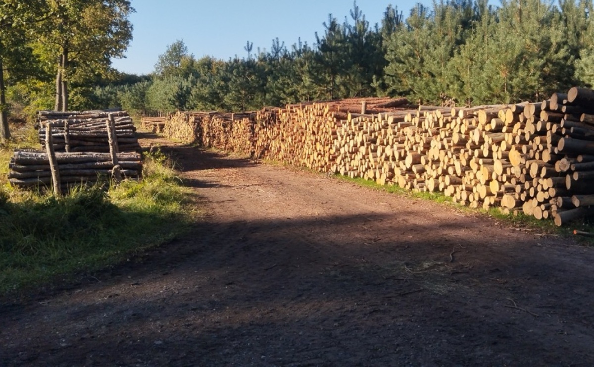 LIST DO REDAKCJI Lasy rudzkie kiedyś były cennymi płucami Śląska – co się z nimi dzieje? - Serwis informacyjny z Raciborza - naszraciborz.pl