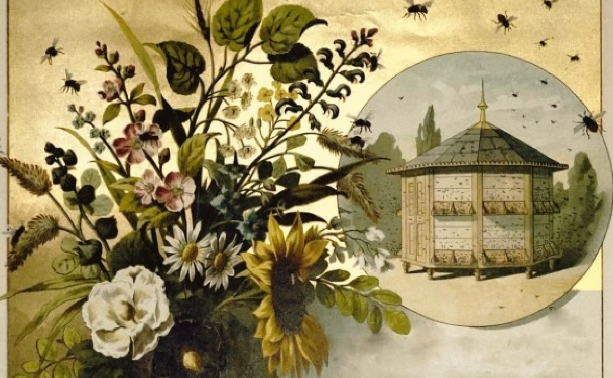 Czwartkowe spotkanie z historią pszczelarstwa w raciborskim muzeum - Serwis informacyjny z Raciborza - naszraciborz.pl