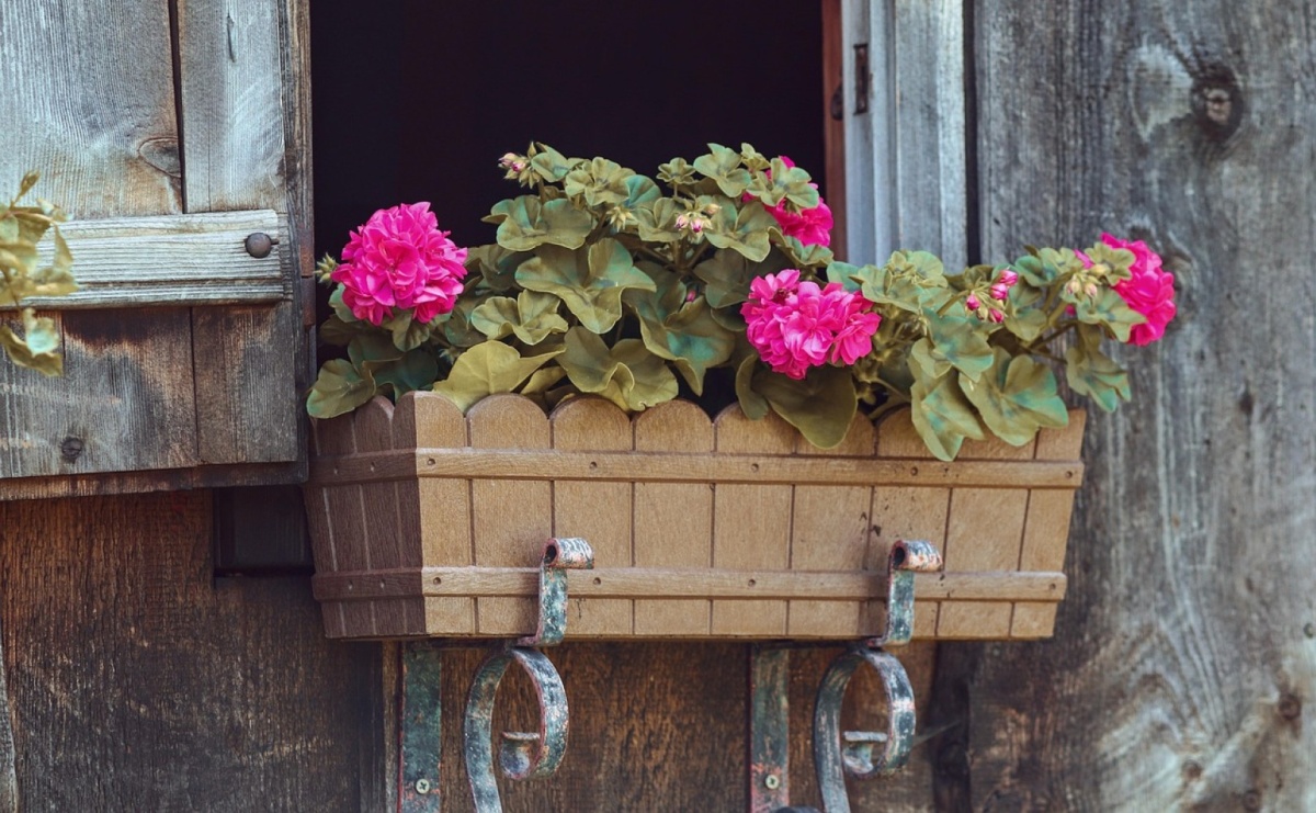 Jak przygotować się do uprawy roślin ozdobnych w ogrodzie? - Serwis informacyjny z Raciborza - naszraciborz.pl