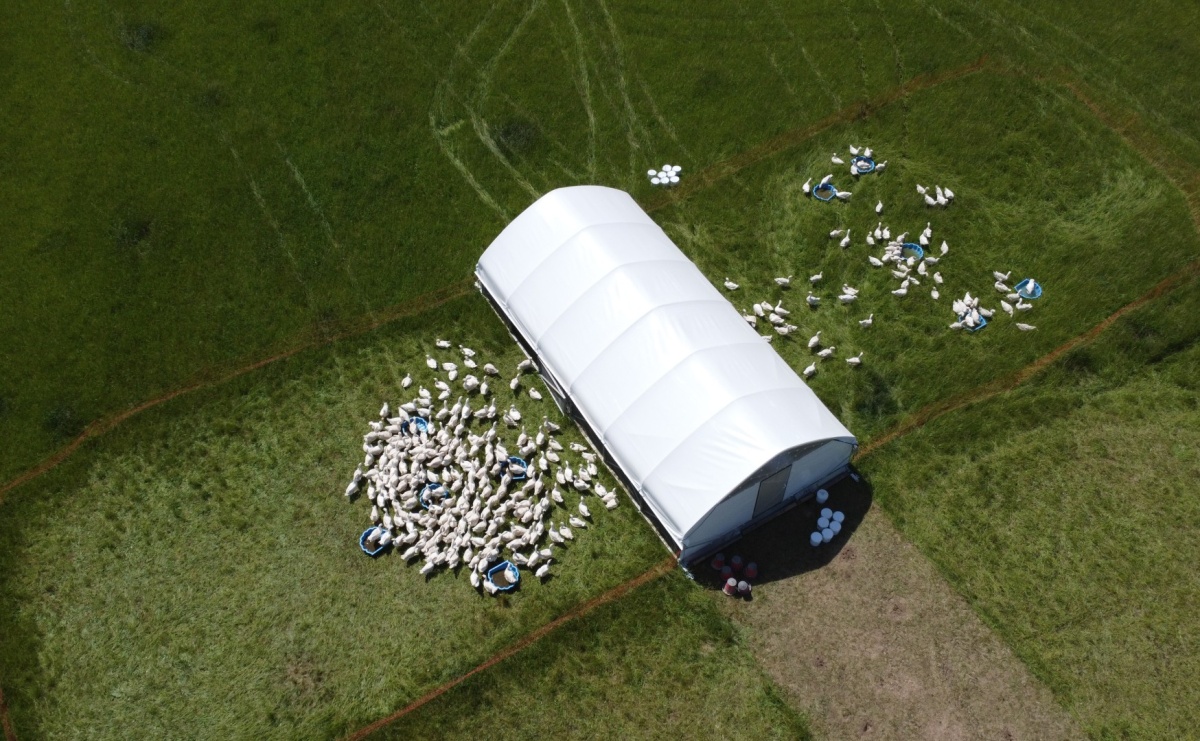 Smak, który zaczyna się na pastwisku – ekologiczny drób z Mikoszowa - Serwis informacyjny z Raciborza - naszraciborz.pl