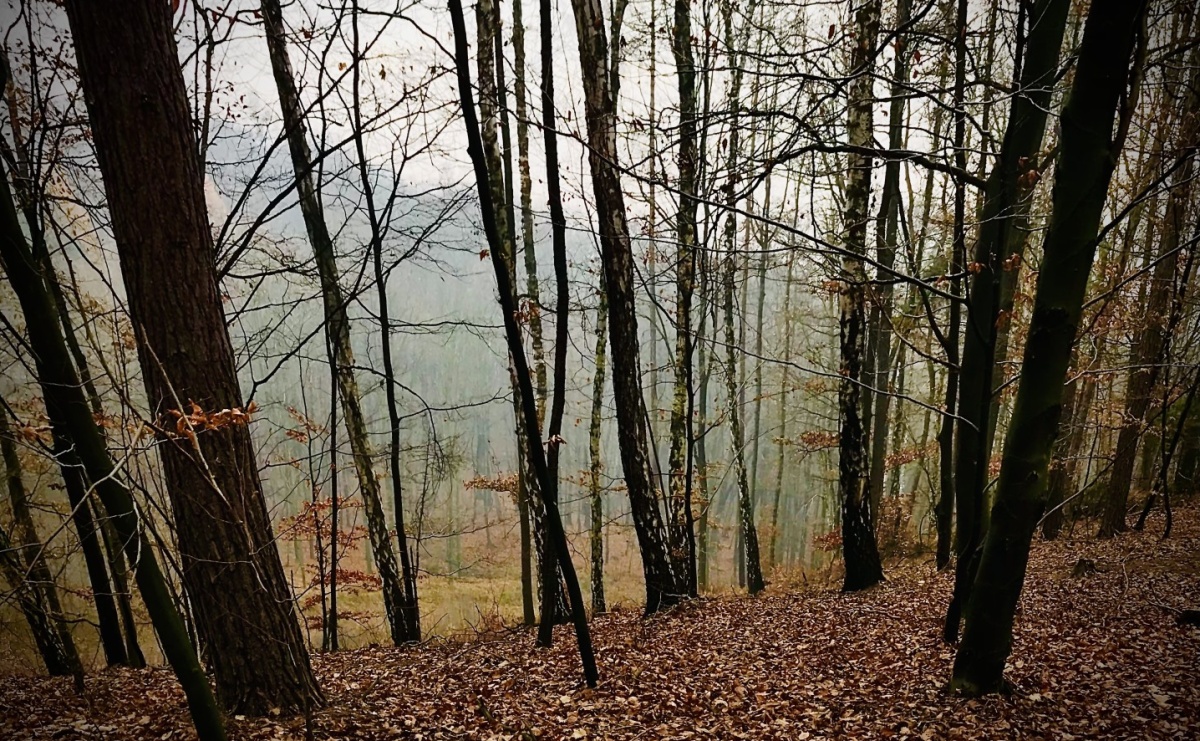 Prace terenowe w lasach Gminy Racibórz – przygotowanie uproszczonych planów urządzenia lasu - Serwis informacyjny z Raciborza - naszraciborz.pl