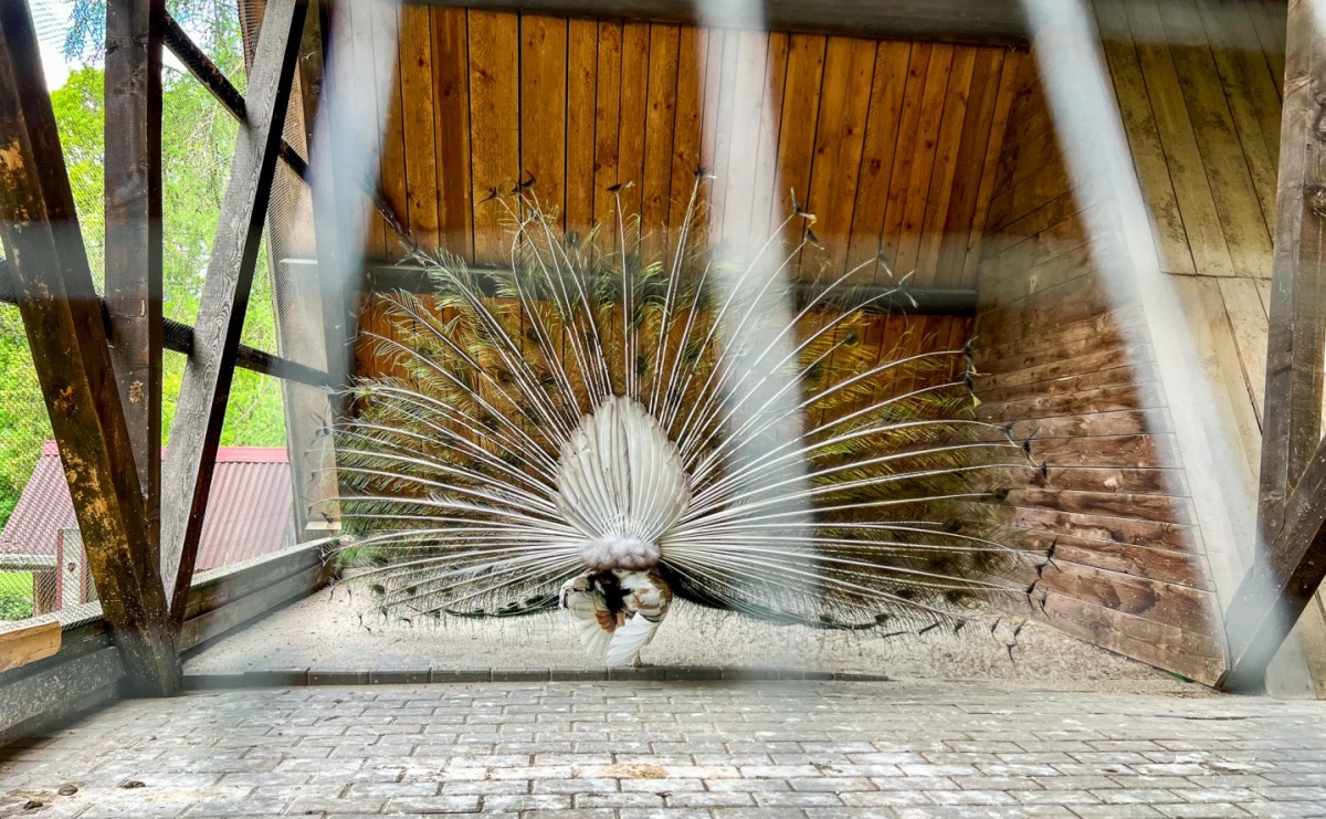 Nowe życie mini-ZOO w Oborze. Atrakcja zamknięta do odwołania z powodu modernizacji - Serwis informacyjny z Raciborza - naszraciborz.pl