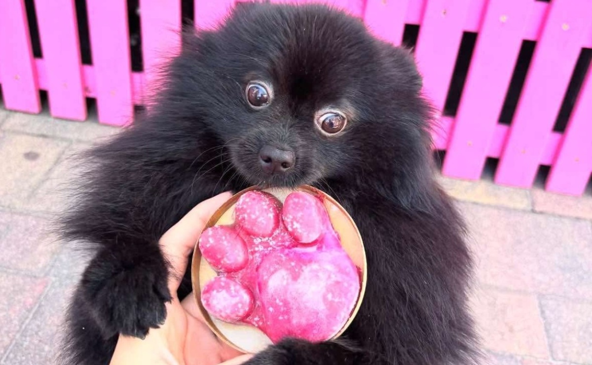 Nowość w lodziarni W Cieniu – lody dla Twojego psa. Ice Dog – psia przyjemność na upalne dni - Serwis informacyjny z Raciborza - naszraciborz.pl