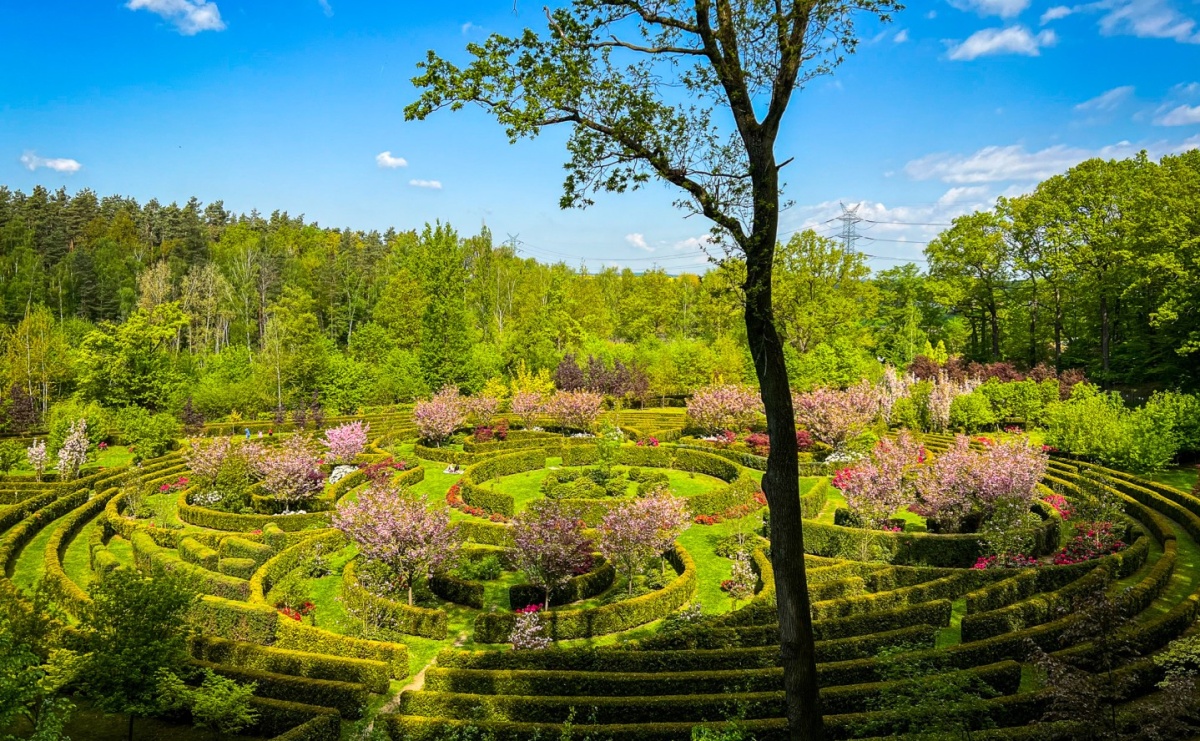 Spirala czasu z irysów zakwitnie w Zaczarowanym Ogrodzie w Raciborzu - Serwis informacyjny z Raciborza - naszraciborz.pl