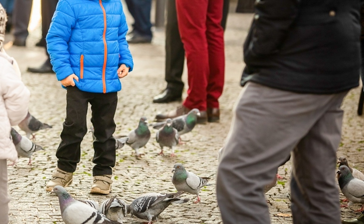 Gołębie na cenzurowanym. Mieszkańcy rynku oczekują działań, prezydent stawia na edukację - Serwis informacyjny z Raciborza - naszraciborz.pl