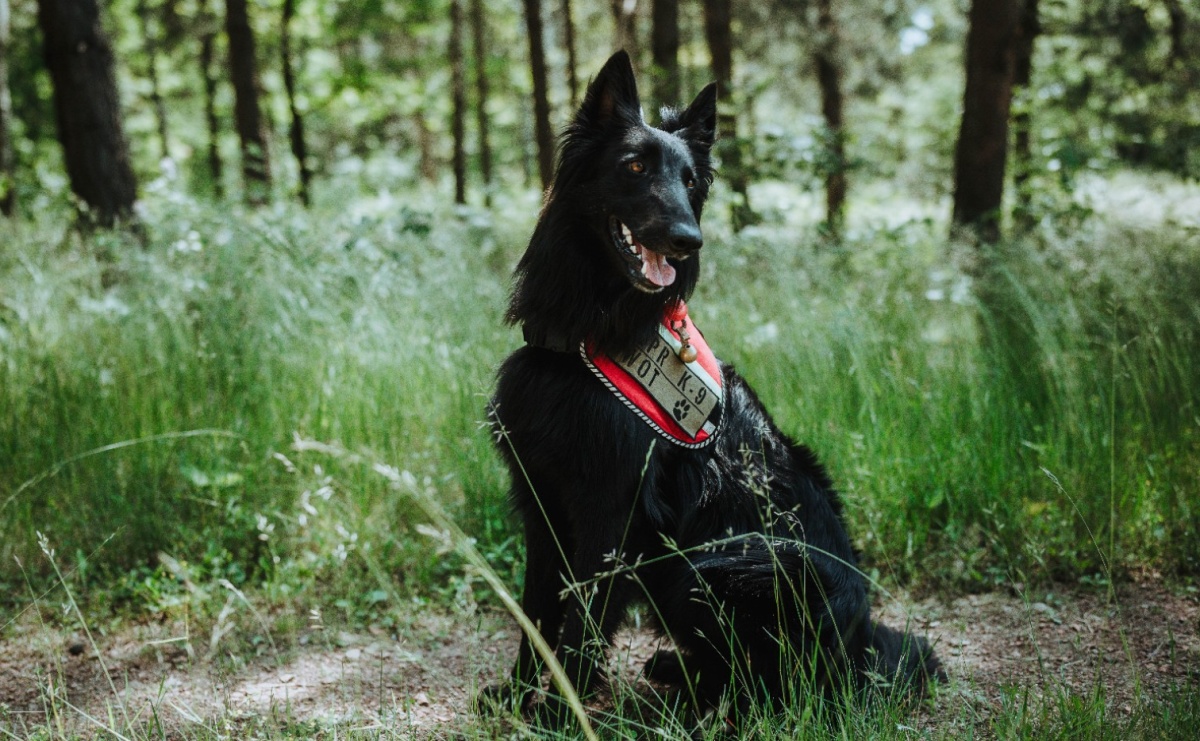 Żołnierz na czterech łapach, czyli nowy pies w służbie śląskich terytorialsów. Szkoli się w Kuźni Raciborskiej - Serwis informacyjny z Raciborza - naszraciborz.pl