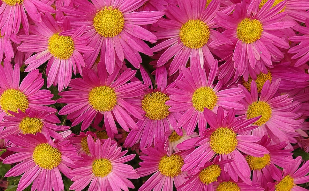 Kwiaty jako symbol miłości i szacunku : idealne dla jubileuszy - Serwis informacyjny z Raciborza - naszraciborz.pl