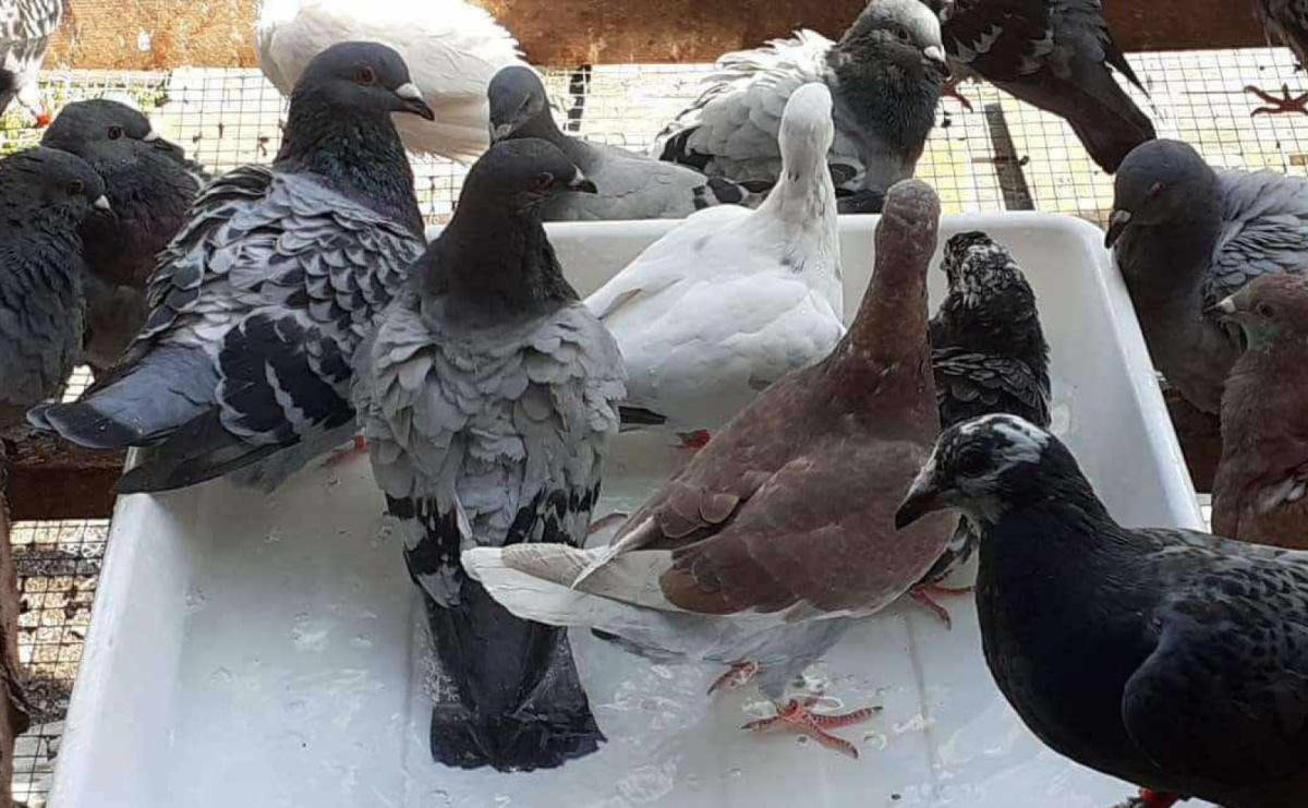 Wesprzyj zdrowie swoich gołębi dzięki suplementom witaminowym - Serwis informacyjny z Raciborza - naszraciborz.pl