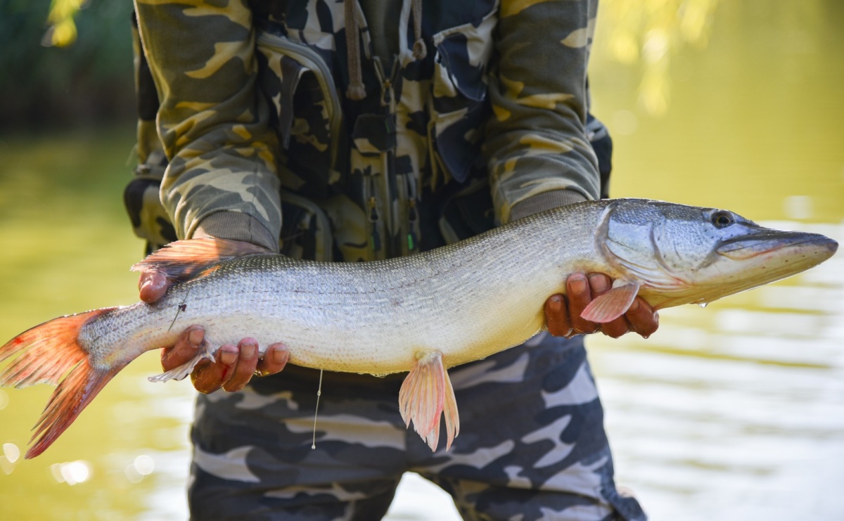 Aż trudno uwierzyć, gdzie w Raciborzu złowiono tego szczupaka! - Serwis informacyjny z Raciborza - naszraciborz.pl