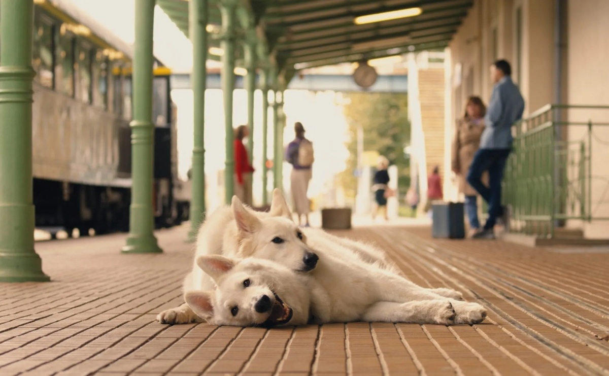 Nowy repertuar Kina Bałtyk w Raciborzu – sierpniowe seanse - Serwis informacyjny z Raciborza - naszraciborz.pl