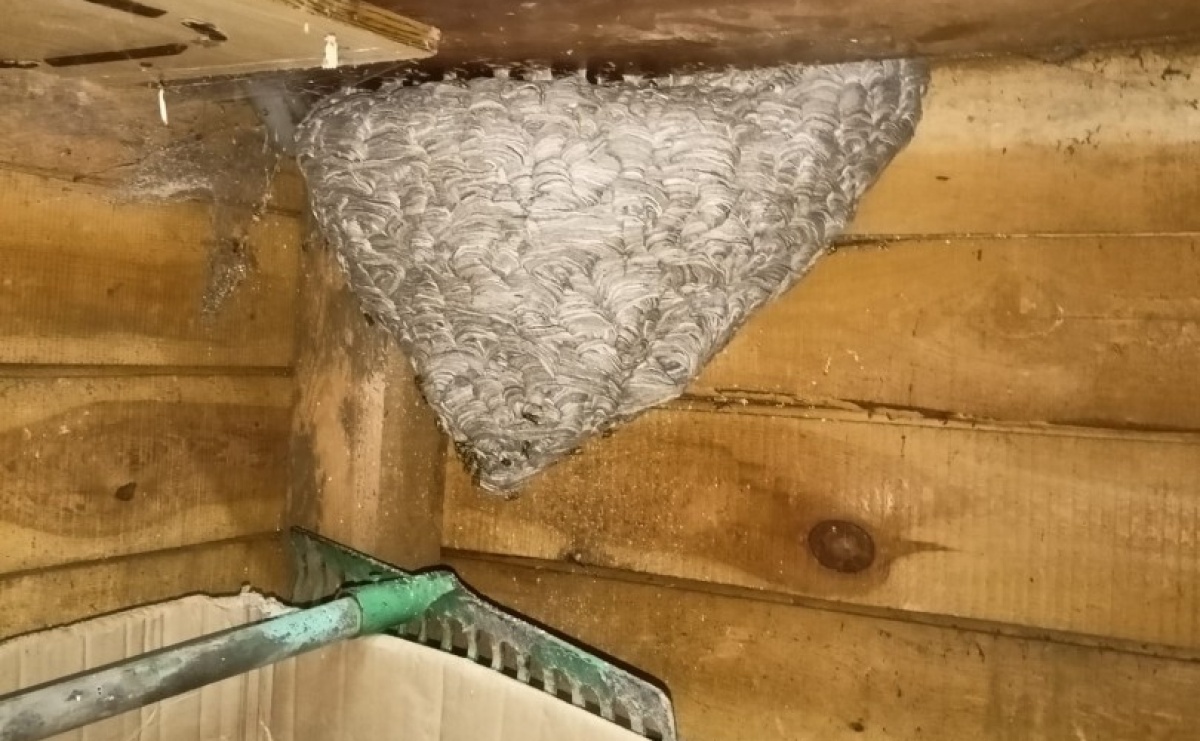 Nieproszeni lokatorzy usunięci z poddasza. Interwencja OSP w Tworkowie - Serwis informacyjny z Raciborza - naszraciborz.pl