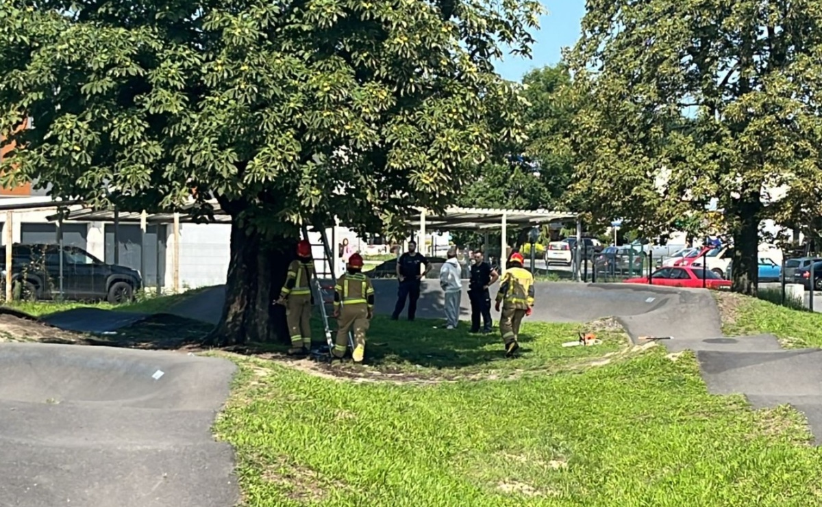 Pożar drzewa i naderwana blacha. Czwartek strażaków [RAPORT 998] - Serwis informacyjny z Raciborza - naszraciborz.pl