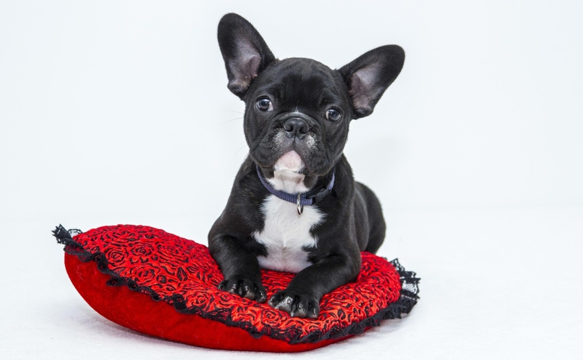Legowiska dla psa – jak wybrać idealne miejsce do odpoczynku pupila? - Serwis informacyjny z Raciborza - naszraciborz.pl