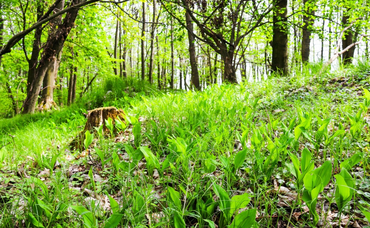 Nowy rezerwat Nowy Dwór pod opieką Nadleśnictwa Rudy – Opolszczyzna wzbogaca się o kolejne obszary chronione - Serwis informacyjny z Raciborza - naszraciborz.pl