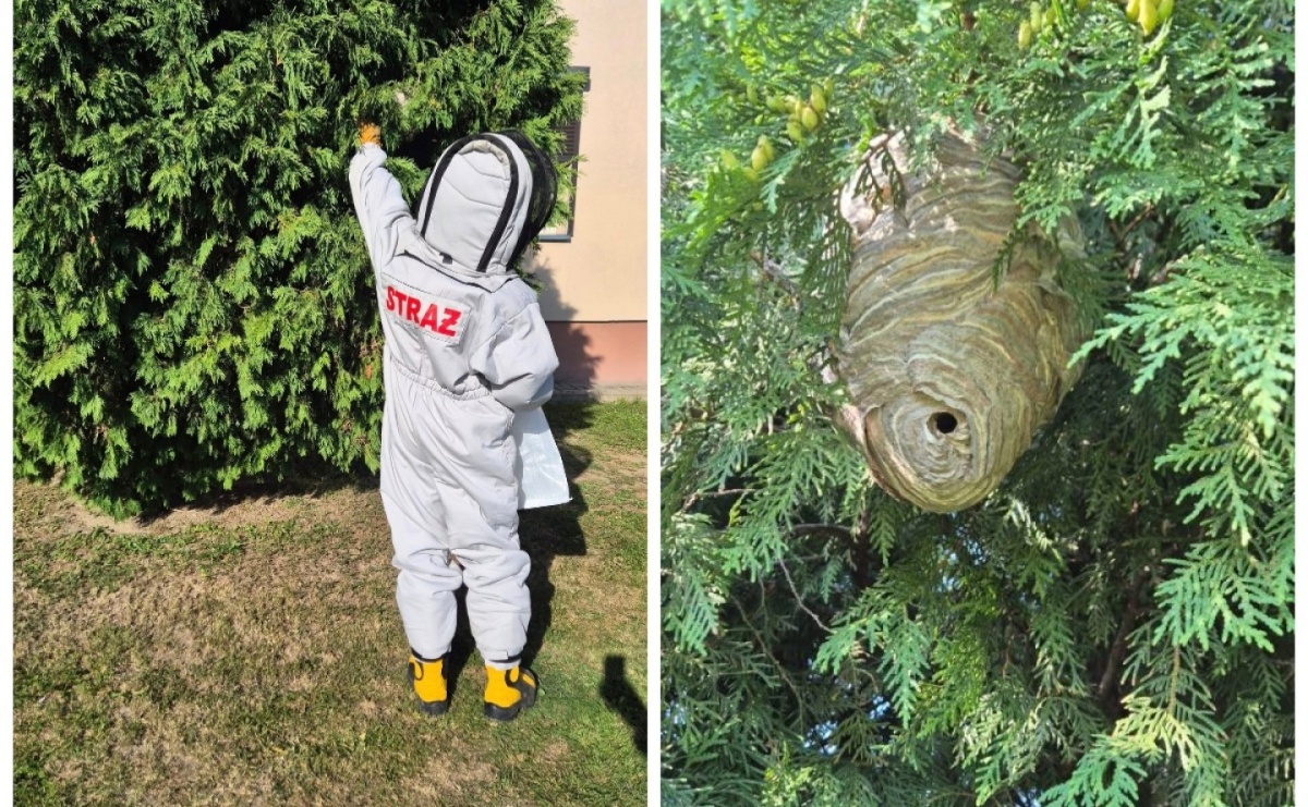 Gniazda owadów i sprzątanie po kolizji. Niedzielne interwencje strażaków - Serwis informacyjny z Raciborza - naszraciborz.pl
