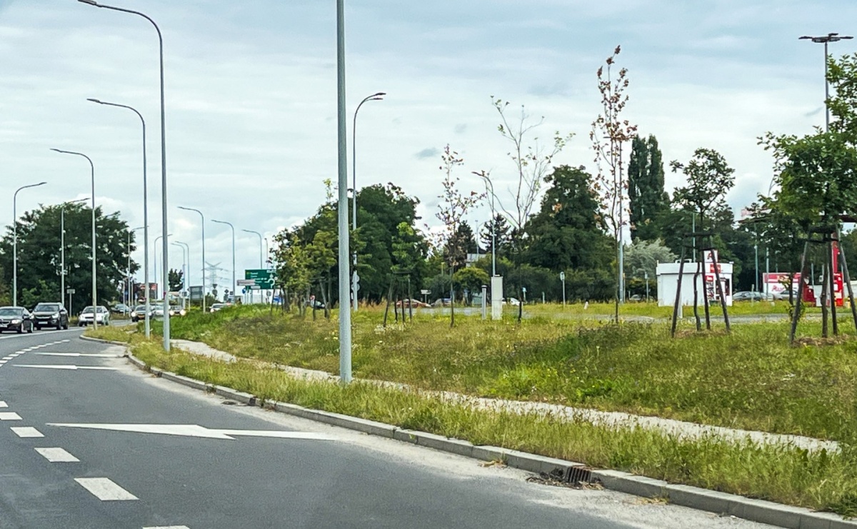 Interwencja w sprawie drzew przy ulicy Rybnickiej w Raciborzu - Serwis informacyjny z Raciborza - naszraciborz.pl