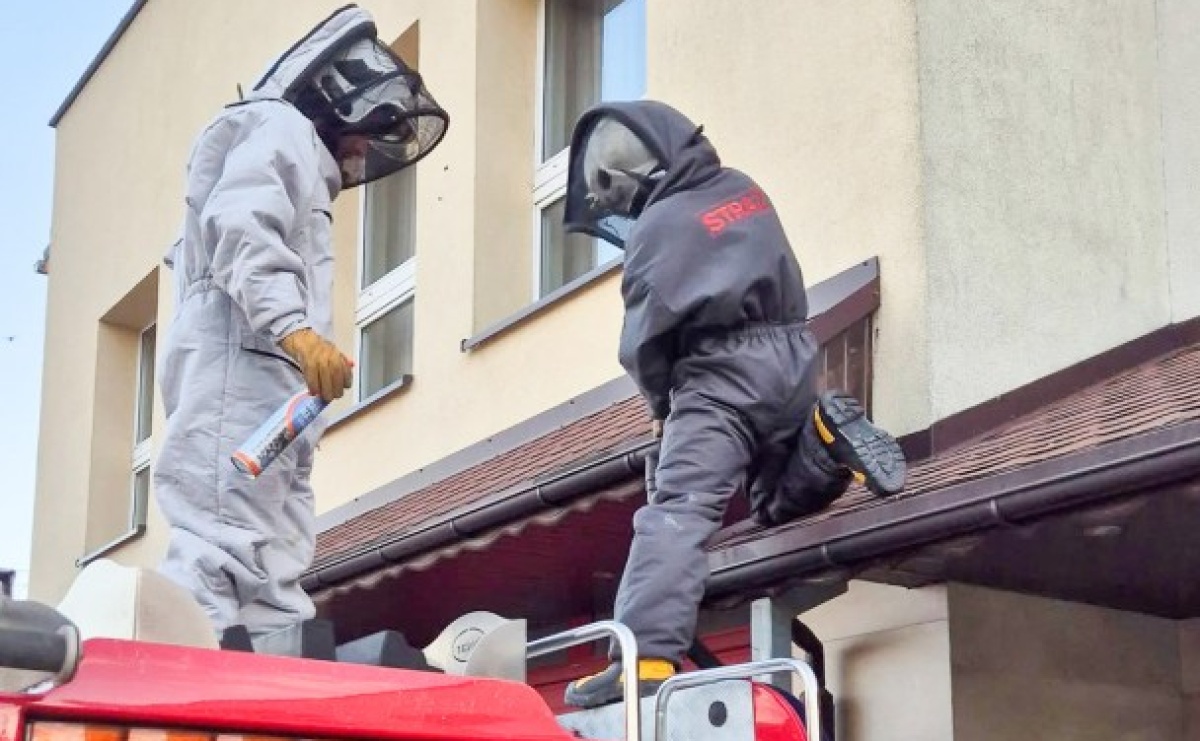 Raport 998: pożar w Szonowicach, kolizja i inwazja szerszeni - Serwis informacyjny z Raciborza - naszraciborz.pl