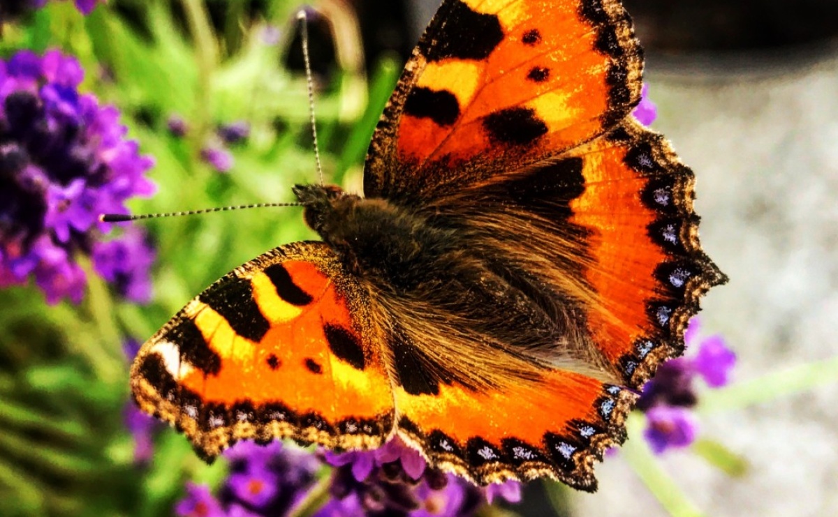 Najpiękniejsze działki ROD w Raciborzu wybrane – oto zwycięzcy konkursu - Serwis informacyjny z Raciborza - naszraciborz.pl