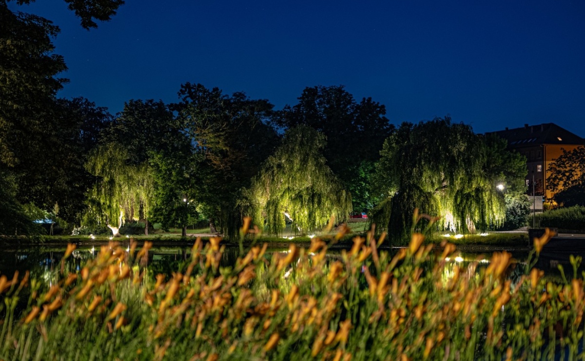 Kontrowersje wokół podświetlania drzew w parku Roth. Ekologia kontra estetyka - Serwis informacyjny z Raciborza - naszraciborz.pl