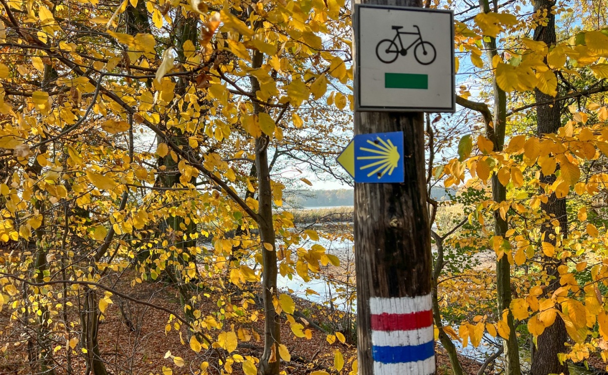 Ruszają prace pielęgnacyjne drzew w rezerwacie przyrody Łężczok [KOMUNIKAT] - Serwis informacyjny z Raciborza - naszraciborz.pl