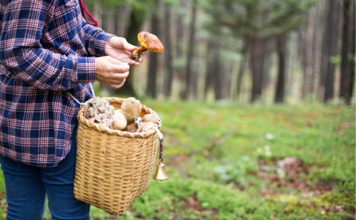 Gdzie na grzyby w Małopolsce? Najlepsze miejsca dla miłośników grzybobrania - Serwis informacyjny z Raciborza - naszraciborz.pl