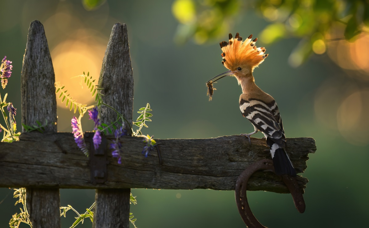 To nie sztuczna inteligencja (AI), to Obrazy Lasu - nowa kampania Lasów Państwowych - Serwis informacyjny z Raciborza - naszraciborz.pl