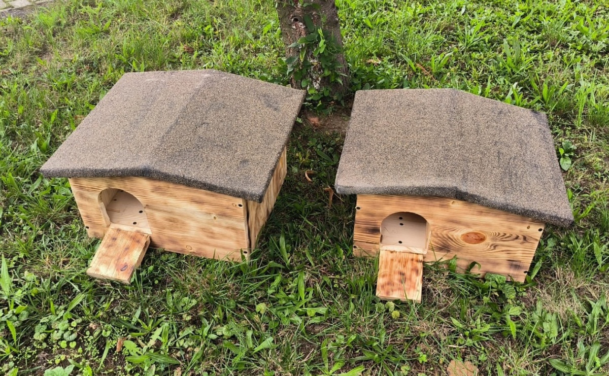 Zadbaj o jeża, przygotuj go na zimę - Serwis informacyjny z Raciborza - naszraciborz.pl