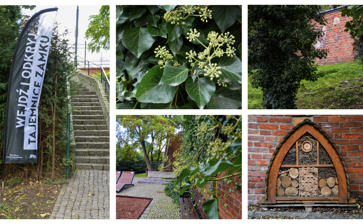 Zamek Piastowski zanurzy się w zieleni. WFOŚiGW wspiera edukacyjne działania przyrodnicze - Serwis informacyjny z Raciborza - naszraciborz.pl