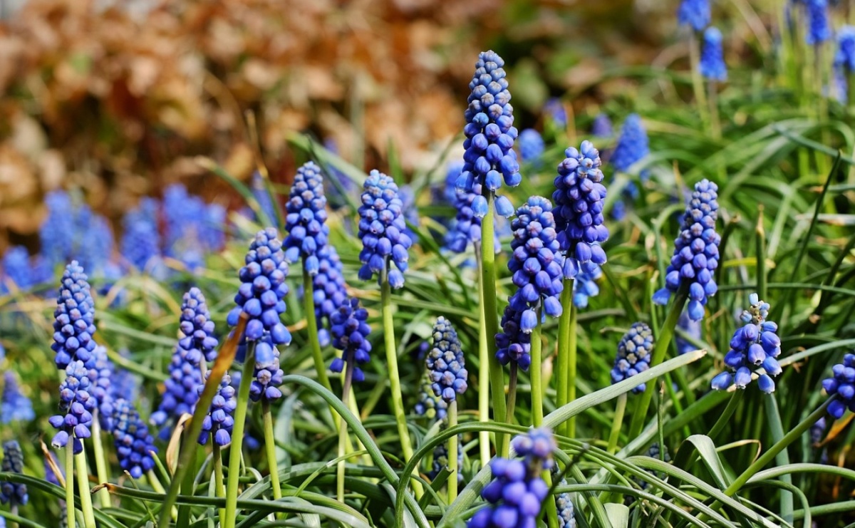 Jak sadzić szafirki, aby wracały każdej wiosny? - Serwis informacyjny z Raciborza - naszraciborz.pl