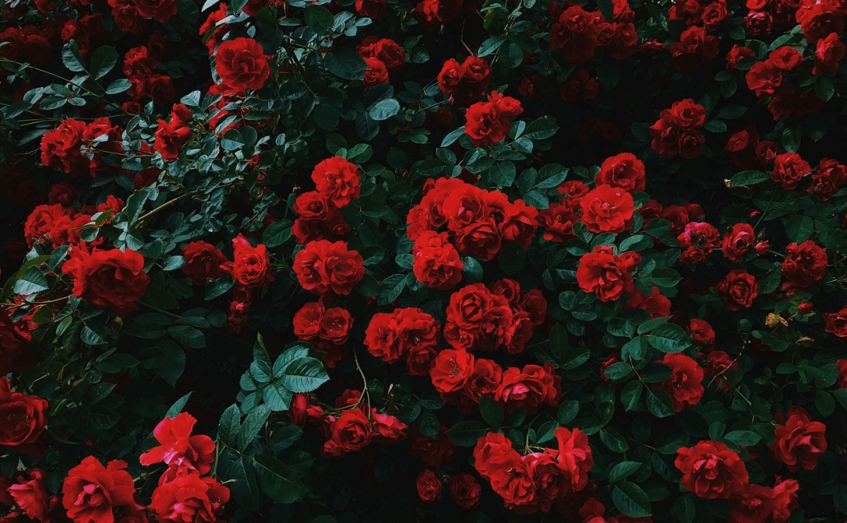 Róże rabatowe: jak stworzyć ogród pełen barw - Serwis informacyjny z Raciborza - naszraciborz.pl