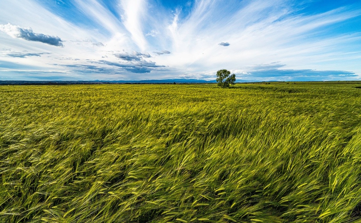 Jak powstają nowoczesne fungicydy i czego to uczy rolnika? - Serwis informacyjny z Raciborza - naszraciborz.pl