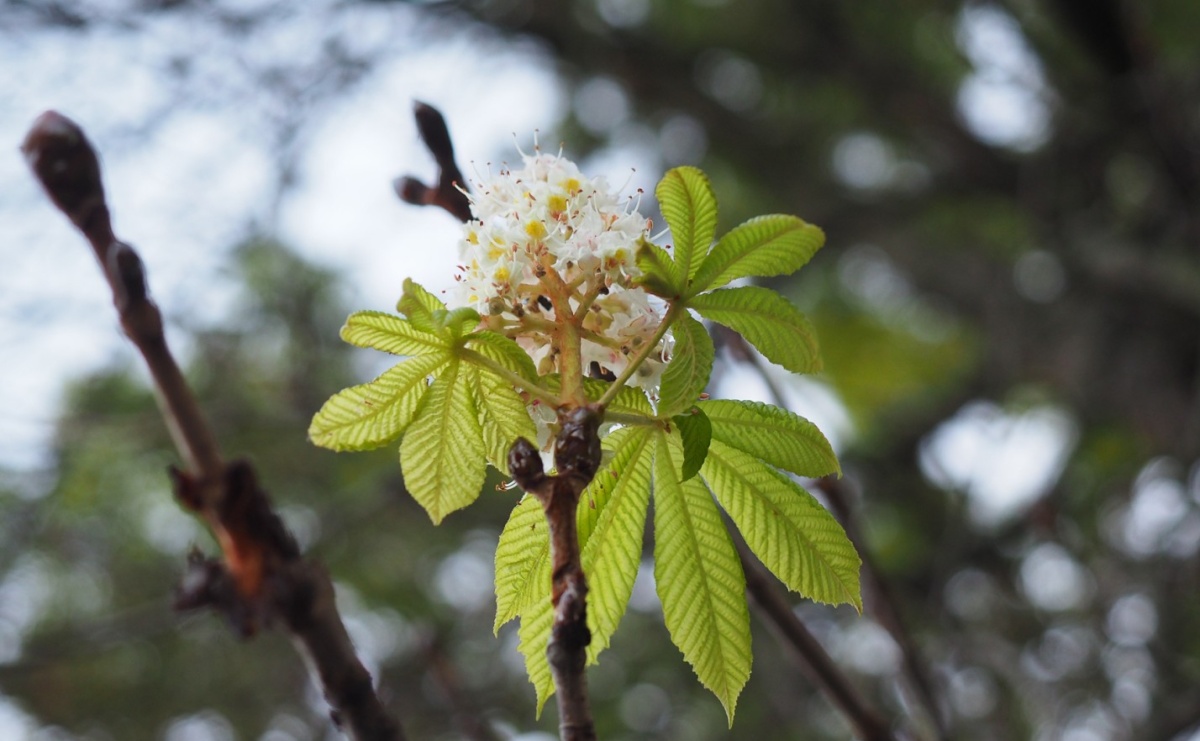 Raciborski kasztanowiec zakwitł w październiku. To nie magia, a sygnał ostrzegawczy natury [FOTO] - Serwis informacyjny z Raciborza - naszraciborz.pl