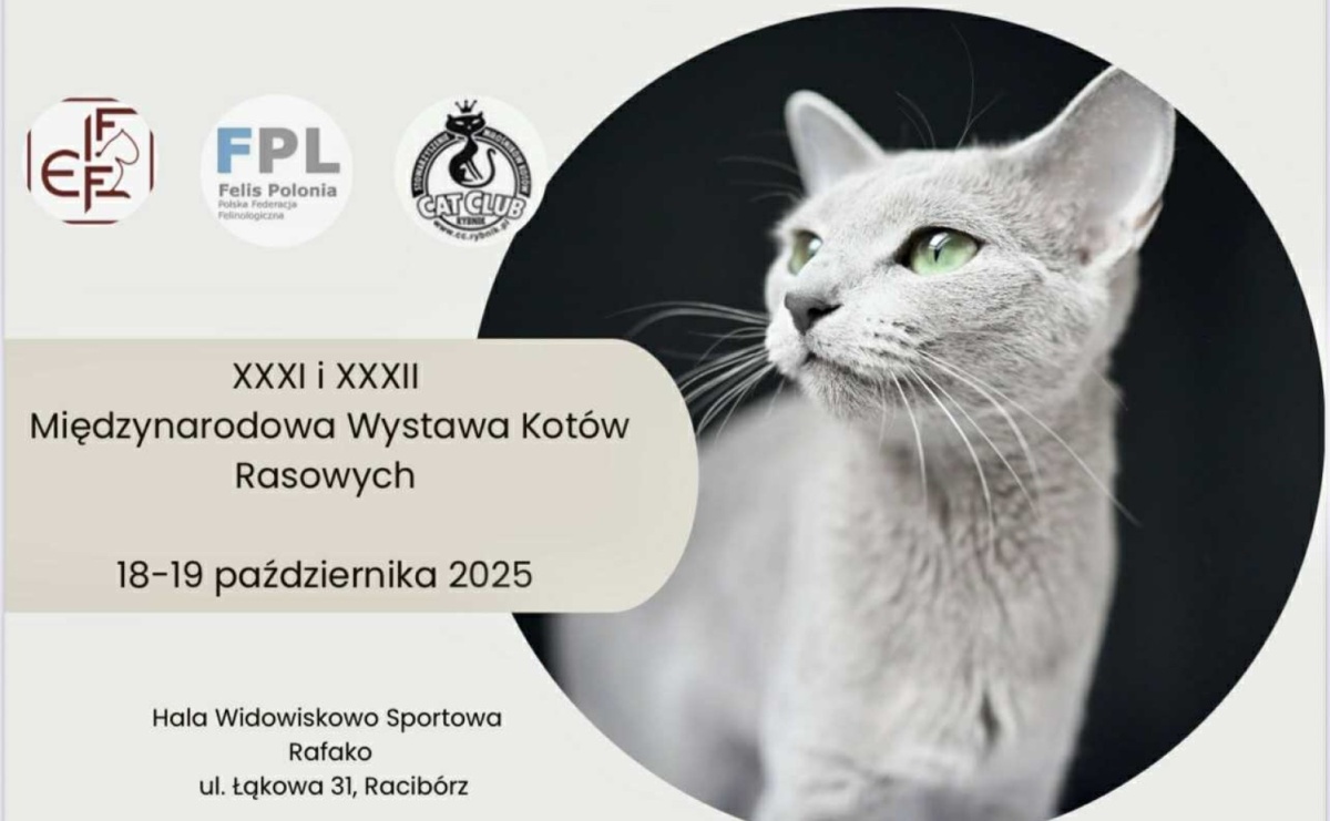 Międzynarodowa Wystawa Kotów w Raciborzu [ZAPROSZENIE] - Serwis informacyjny z Raciborza - naszraciborz.pl
