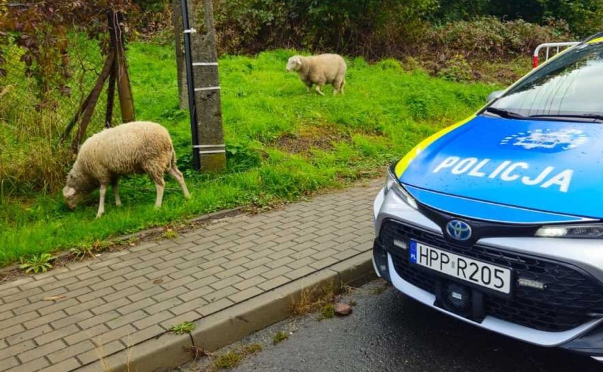 Owce na ulicy Pogrzebieńskiej! Policjanci z Raciborza ruszyli na nietypową akcję - Serwis informacyjny z Raciborza - naszraciborz.pl