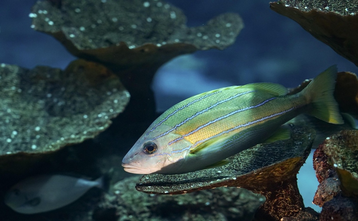 Sklep akwarystyczny – jak wybrać najlepsze miejsce na zakupy dla swojego akwarium? - Serwis informacyjny z Raciborza - naszraciborz.pl