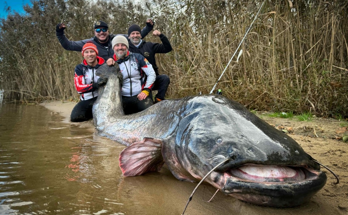 Nowy rekord świata! Gigantyczny sum złowiony w Rybniku - Serwis informacyjny z Raciborza - naszraciborz.pl