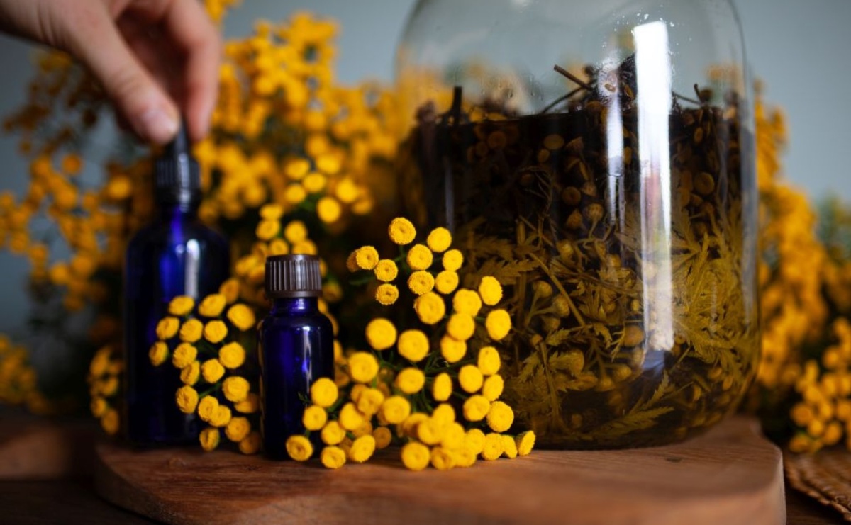 Nalewka z wrotyczu – tradycja i współczesne badania - Serwis informacyjny z Raciborza - naszraciborz.pl