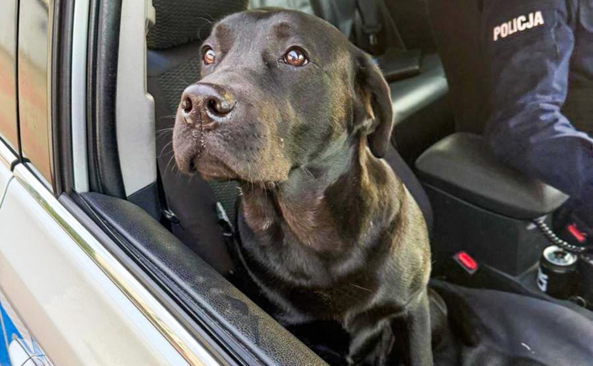 Pies wbiegł pod policyjny radiowóz na Starowiejskiej. Mundurowi ruszyli na pomoc - Serwis informacyjny z Raciborza - naszraciborz.pl