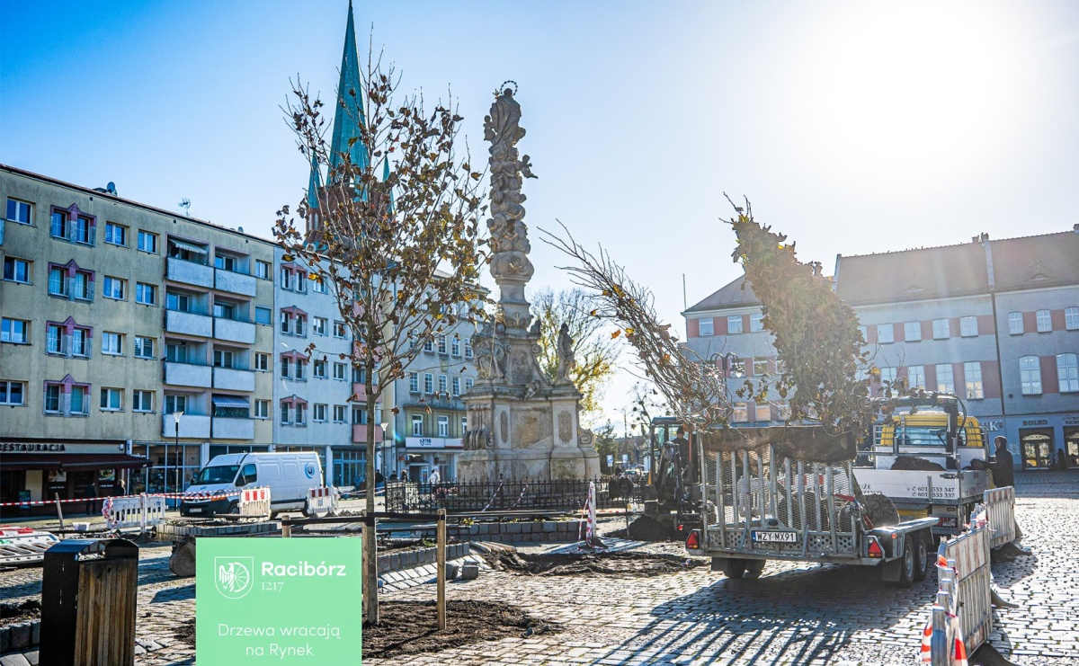 Ile kosztowały drzewa na Rynku? Prezydent pokazuje rachunek - Serwis informacyjny z Raciborza - naszraciborz.pl