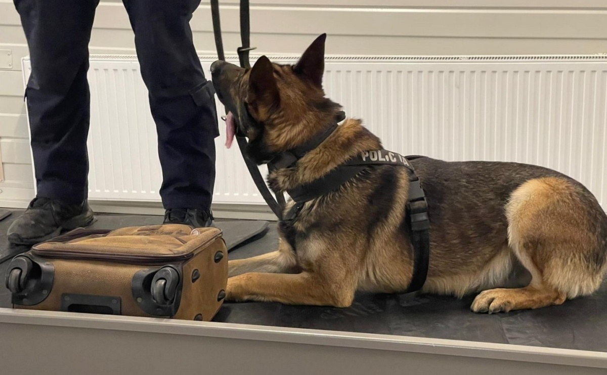 Czworonożni strażnicy graniczni, żołnierze i policjanci szkolili się w Chorzowie - Serwis informacyjny z Raciborza - naszraciborz.pl