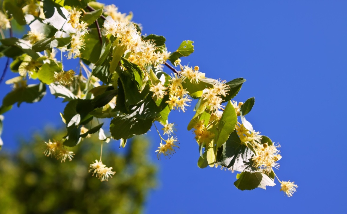 Dlaczego warto pić syrop z kwiatów lipy? Tradycyjny smak i moc natury od Domowych Wariacji - Serwis informacyjny z Raciborza - naszraciborz.pl