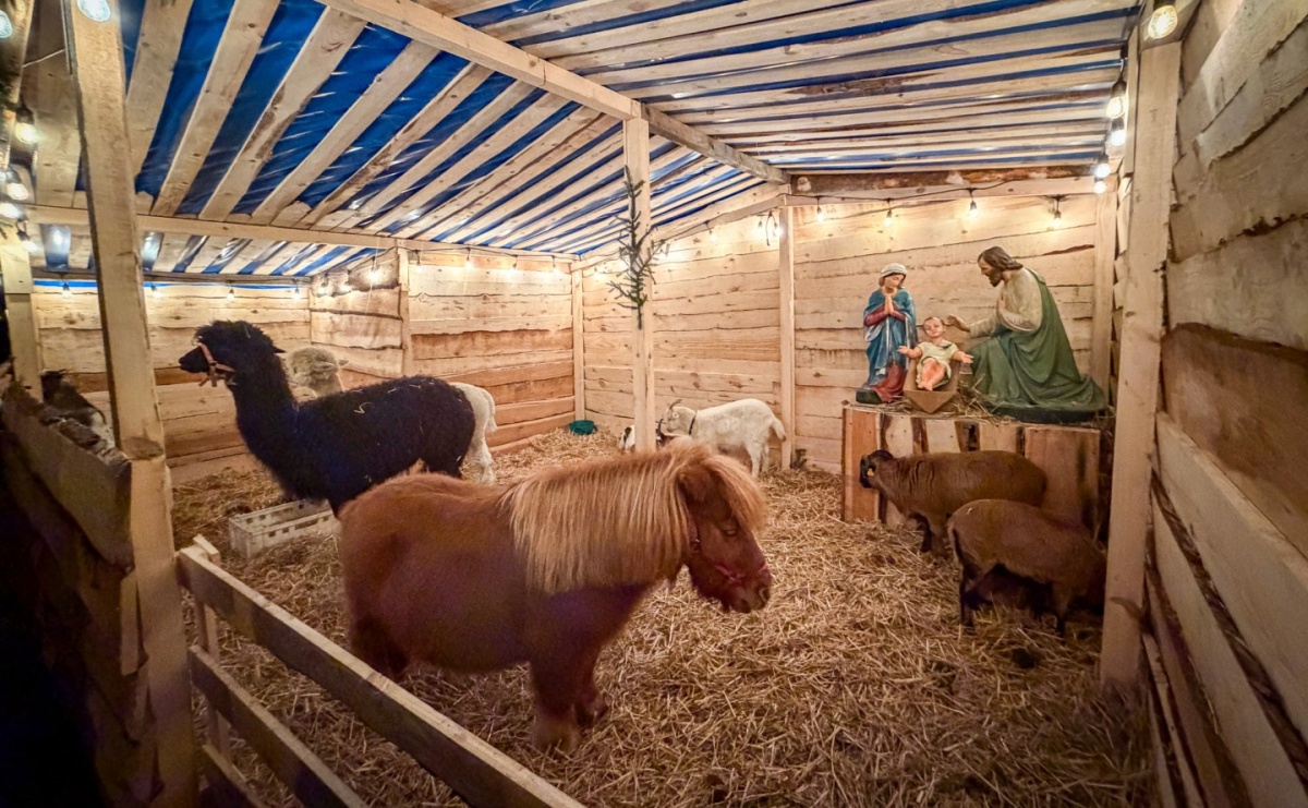 Świąteczna atrakcja przy kościele na Ostrogu. Żywa szopka i kolędowanie w parafii św. Jana Chrzciciela [FOTO] - Serwis informacyjny z Raciborza - naszraciborz.pl
