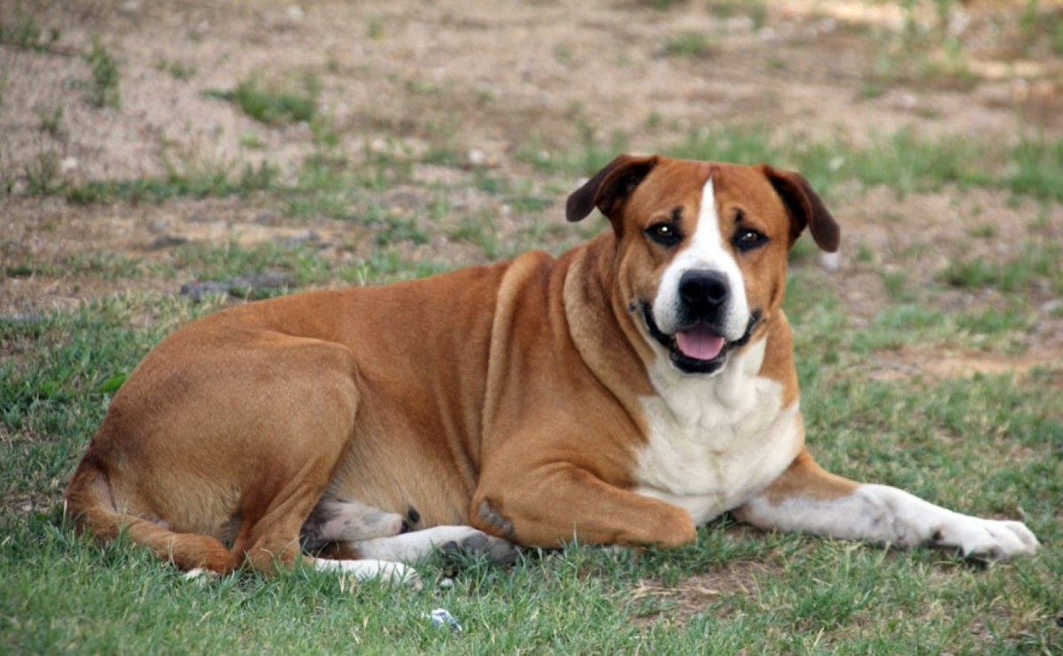 Jaka karma dla psa z nadwagą, żeby realnie schudł, a nie był głodny? - Serwis informacyjny z Raciborza - naszraciborz.pl