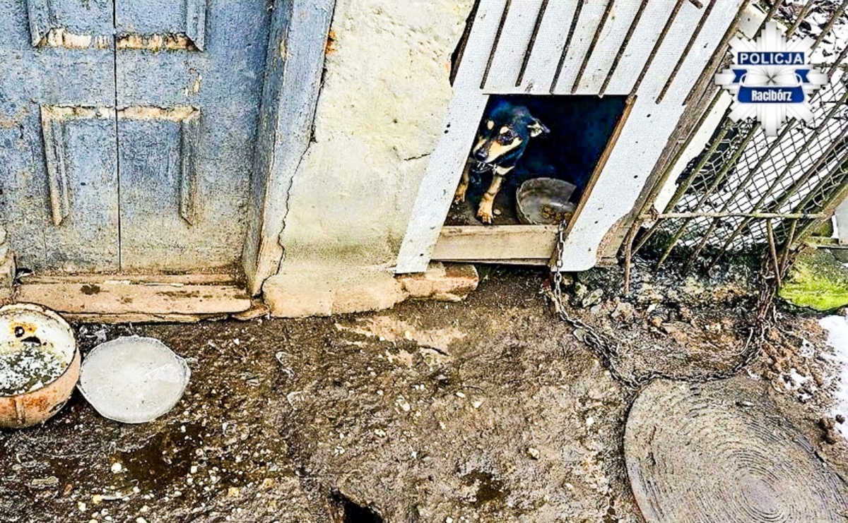 Pietrowice Wielkie. 66-latek odpowie za znęcanie się nad zwierzętami - Serwis informacyjny z Raciborza - naszraciborz.pl