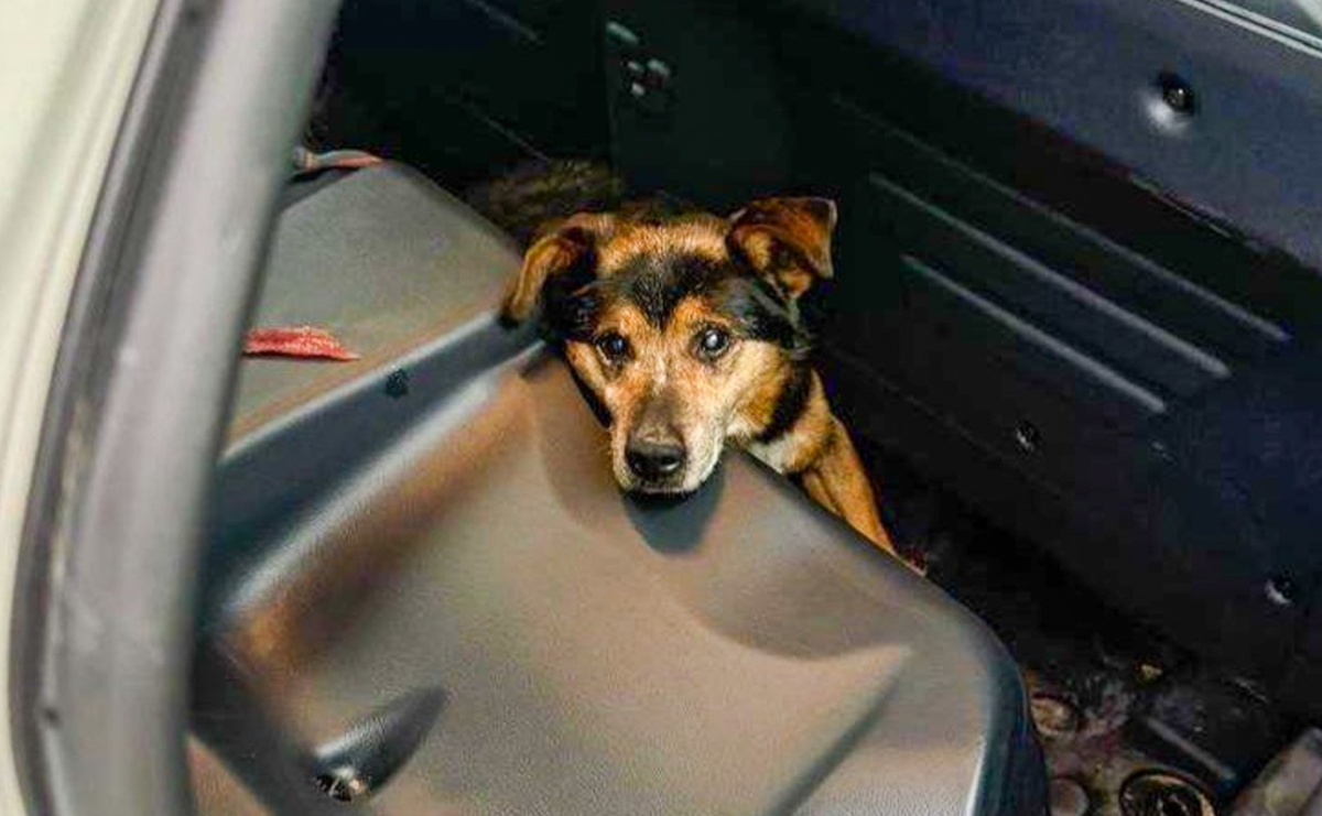 Dzielnicowi uratowali wyziębionego psa w Krzanowicach - Serwis informacyjny z Raciborza - naszraciborz.pl